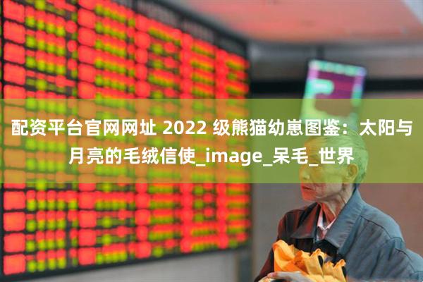 配资平台官网网址 2022 级熊猫幼崽图鉴：太阳与月亮的毛绒信使_image_呆毛_世界